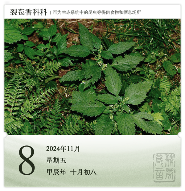 1730187749801546.png 箴历日历11-8.png