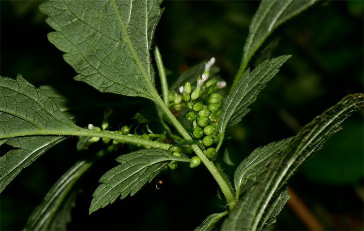 1730187785388886.png 8-2.png