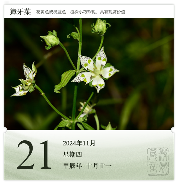 1730189488511427.png 箴历日历11-21.png