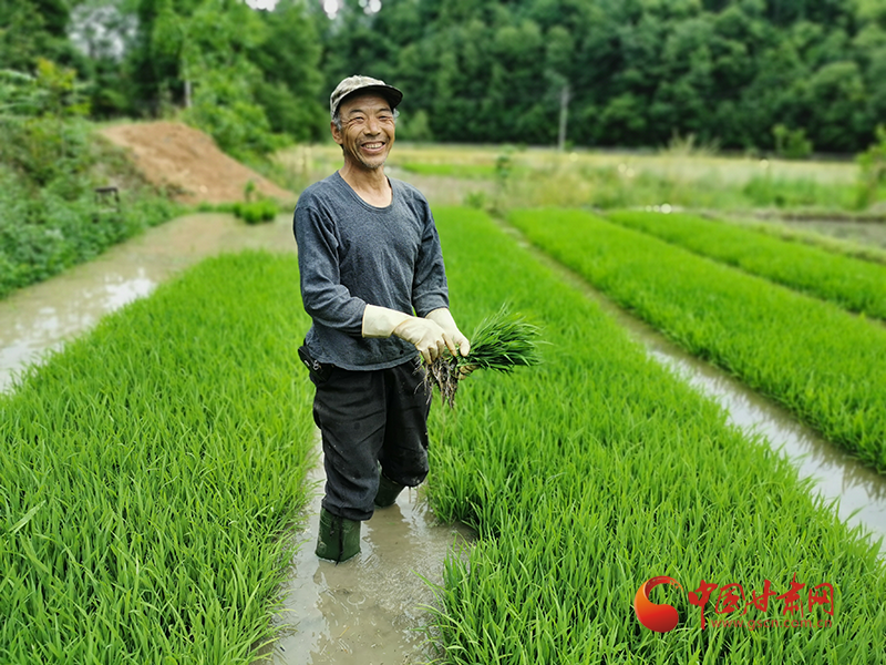 康县大南峪：鱼米之乡插秧忙