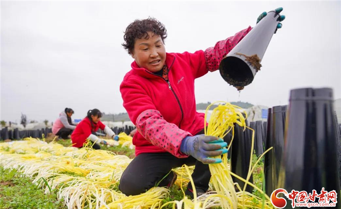 【小康圆满·看凯发k8】陇南成县：蒜黄喜丰收 金色致富路