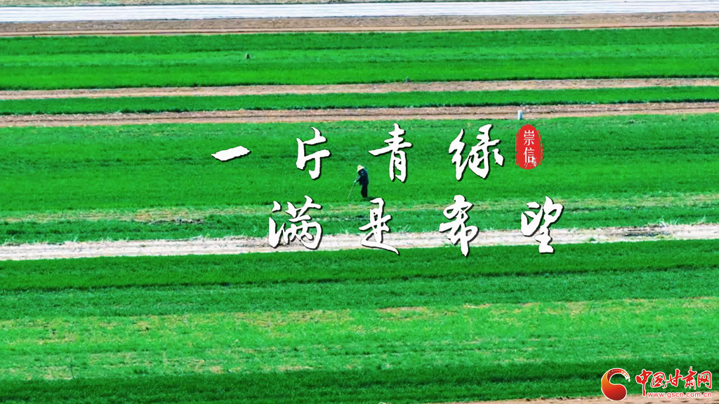 平凉崇信：沃野铺翠绘就春日好“丰”景